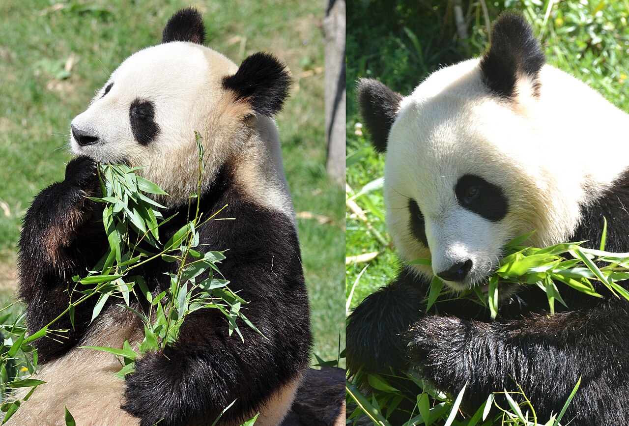 Les fameux pandas