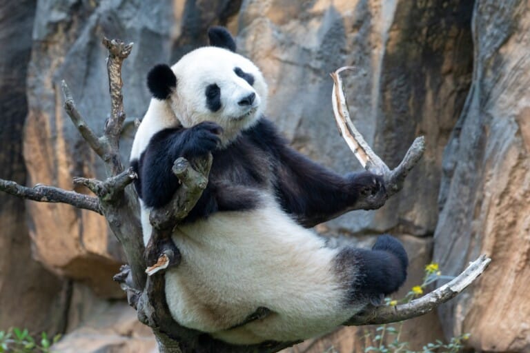Panda géant installé dans un arbre au ZooParc de Beauval en Touraine