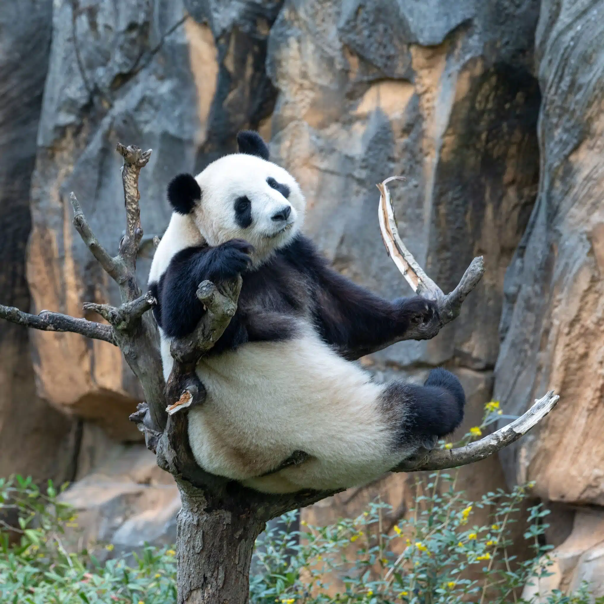 Panda géant installé dans un arbre au zoo-parc de Beauval en Touraine